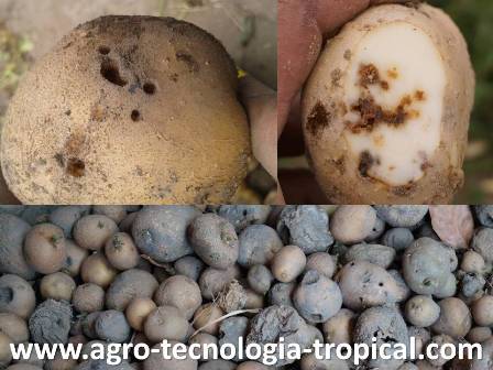 La Palomilla Produce Huecos en los Tuberculos La palomilla afecta a los tuberculos